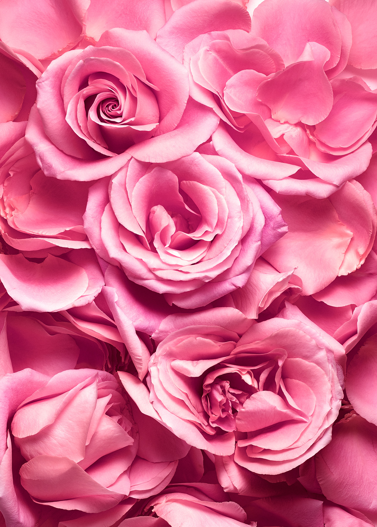 flowers_V2_pink